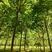 杜仲树3-10公分，杜仲树是绿化和药用树种，产地直发，