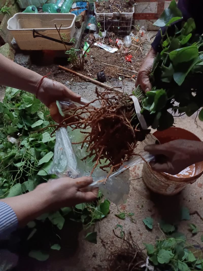 千金藤种苗
