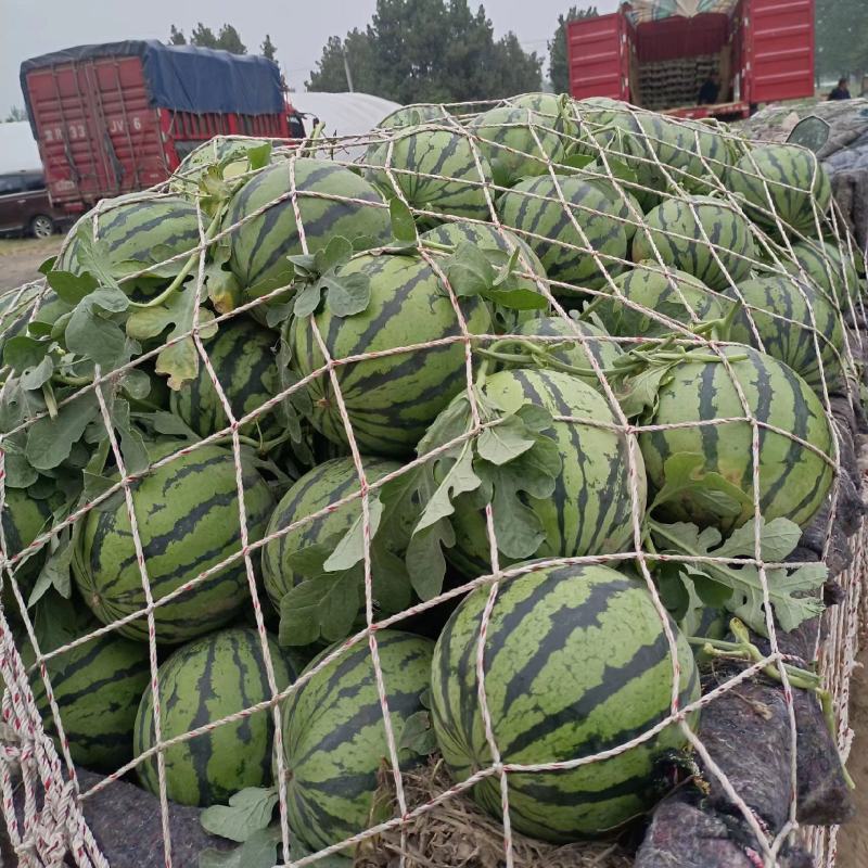河南商丘夏邑县精品美都西瓜