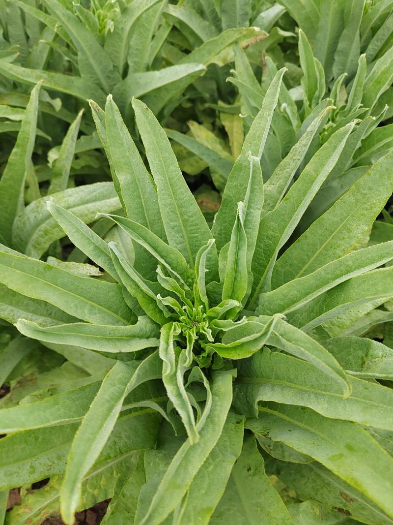供应青皮青肉莴笋