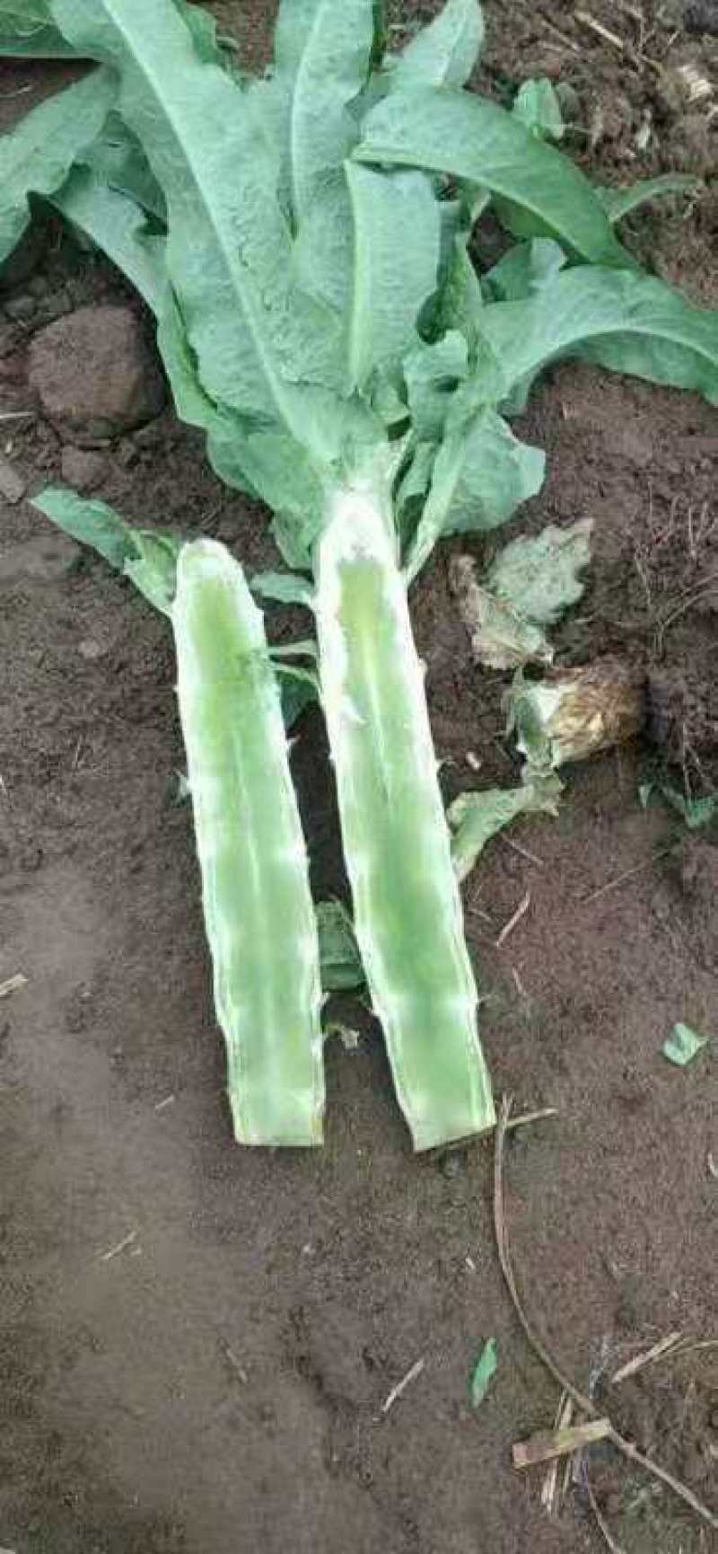供应青皮青肉莴笋