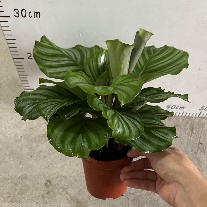 青苹果竹芋110盆