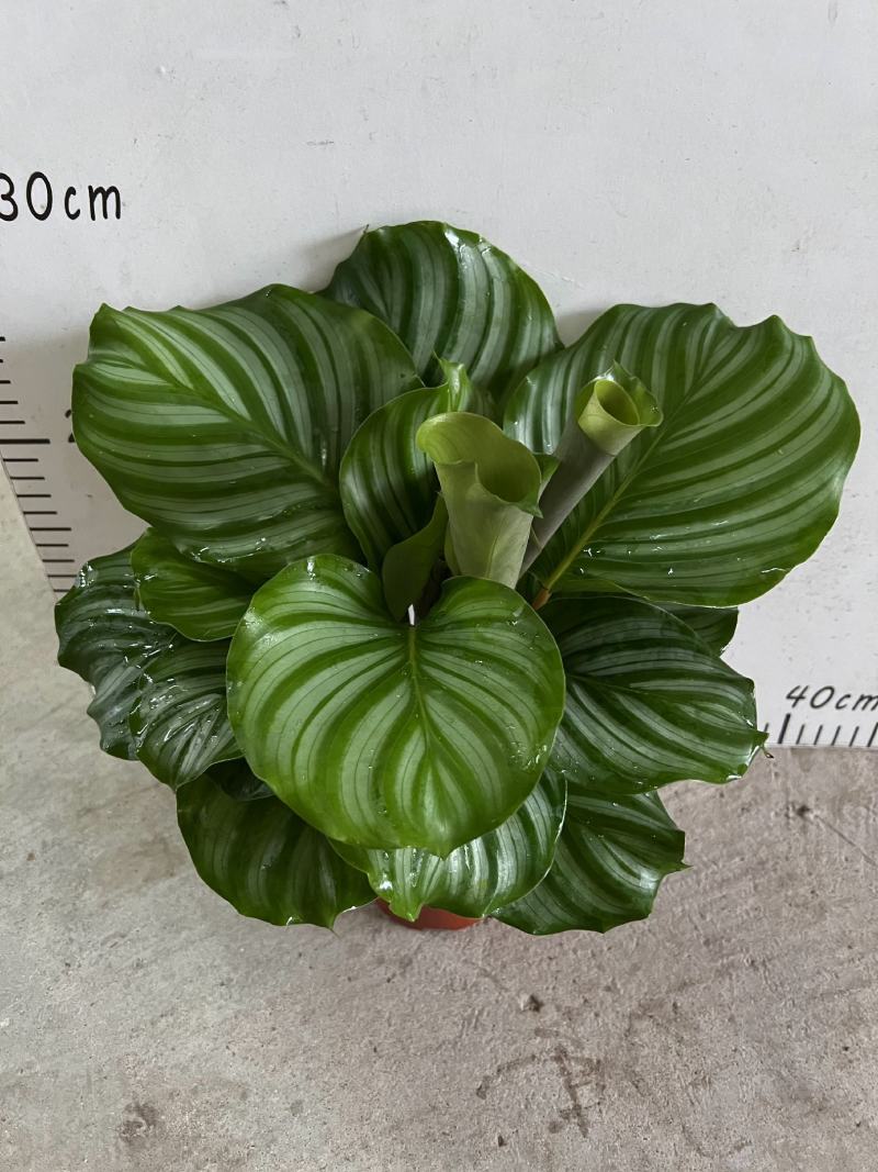 青苹果竹芋110盆