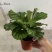青苹果竹芋110盆
