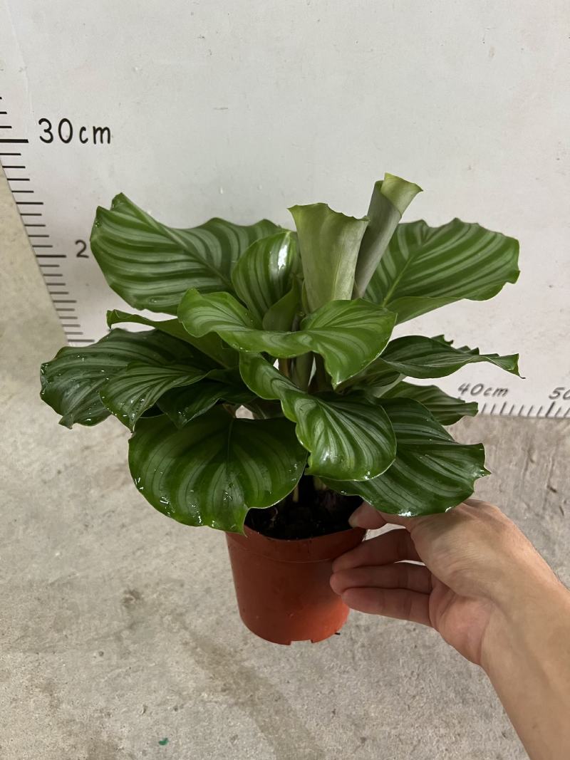 青苹果竹芋110盆