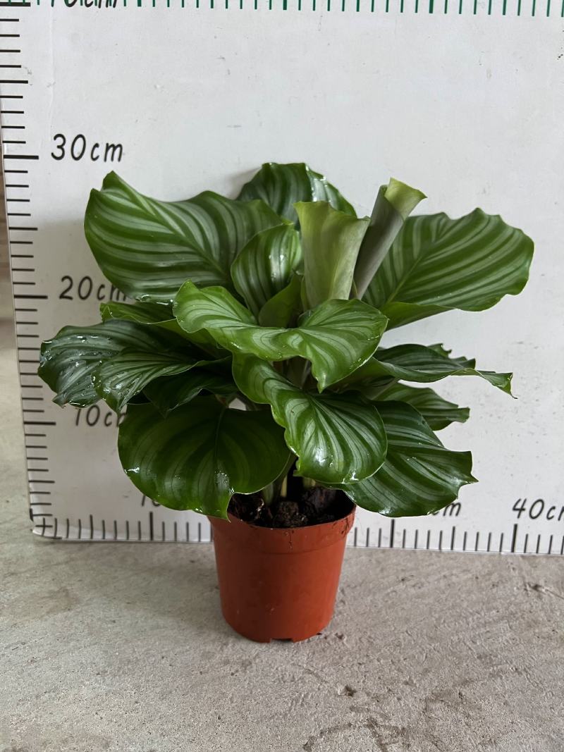 青苹果竹芋110盆