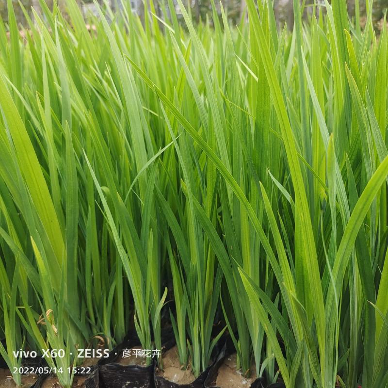 水生鸢尾黄菖蒲基地大量供应诚信经营量大价优