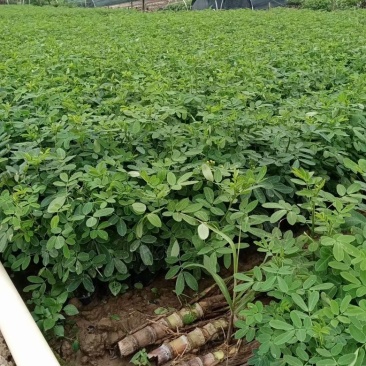 双夹槐福建双精品夹樻自家苗圃基地长期供应大小规格地被
