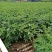 双夹槐福建双精品夹樻自家苗圃基地长期供应大小规格地被