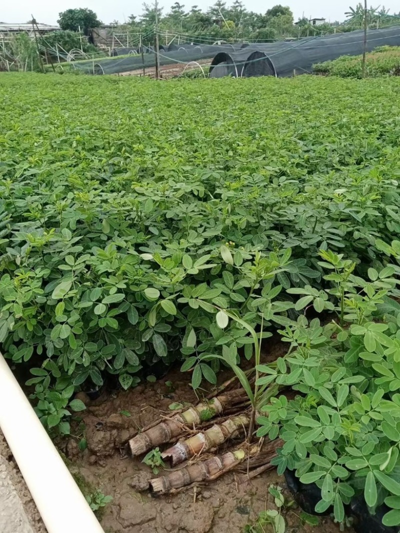 双夹槐福建双精品夹樻自家苗圃基地长期供应大小规格地被