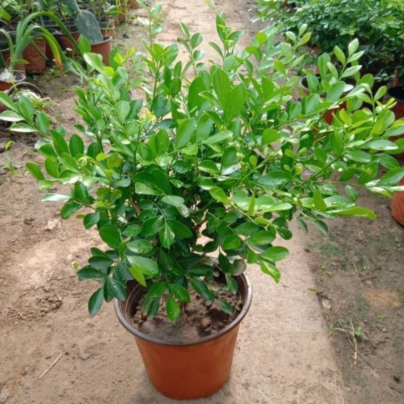 九里香盆栽浓香四季开花老桩室内阳台绿植七里香驱蚊植物花卉