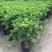 九里香盆栽浓香四季开花老桩室内阳台绿植七里香驱蚊植物花卉