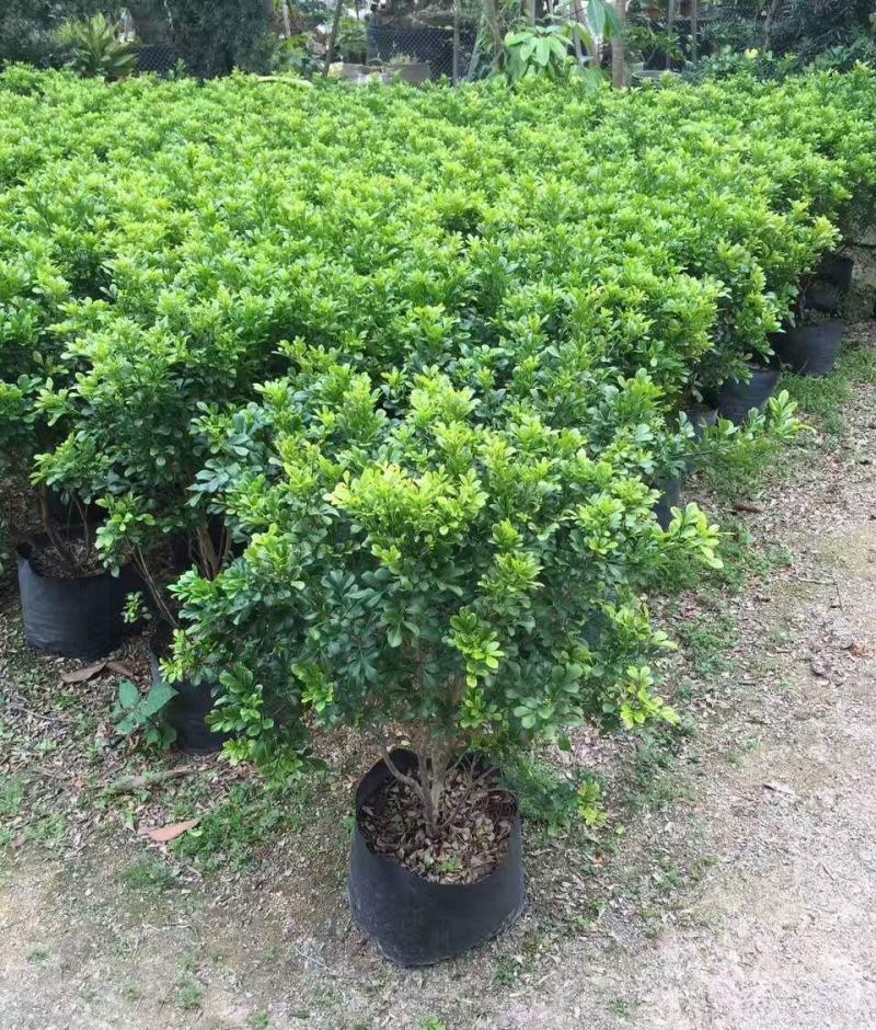 九里香盆栽浓香四季开花老桩室内阳台绿植七里香驱蚊植物花卉