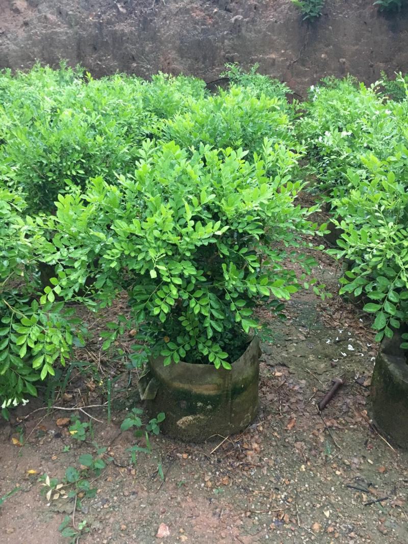 九里香盆栽浓香四季开花老桩室内阳台绿植七里香驱蚊植物花卉