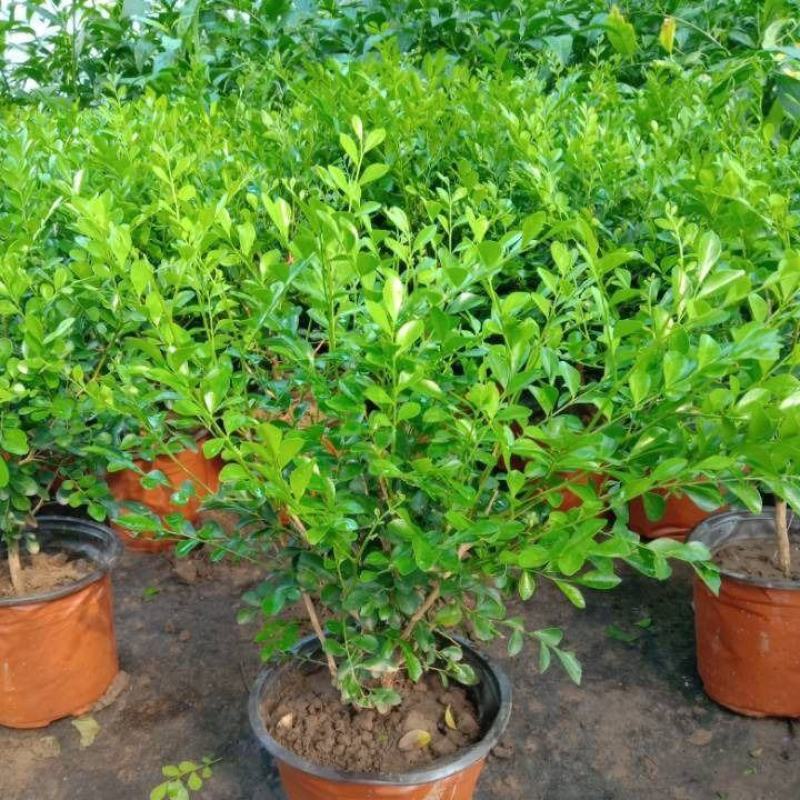 九里香盆栽浓香四季开花老桩室内阳台绿植七里香驱蚊植物花卉
