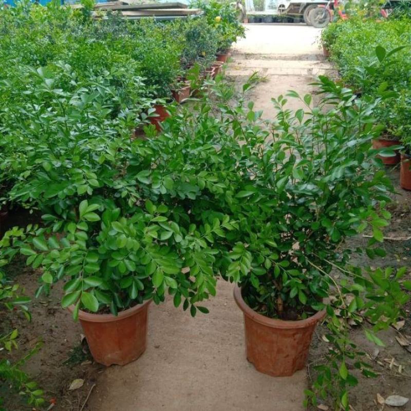 九里香盆栽浓香四季开花老桩室内阳台绿植七里香驱蚊植物花卉