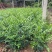 九里香盆栽浓香四季开花老桩室内阳台绿植七里香驱蚊植物花卉