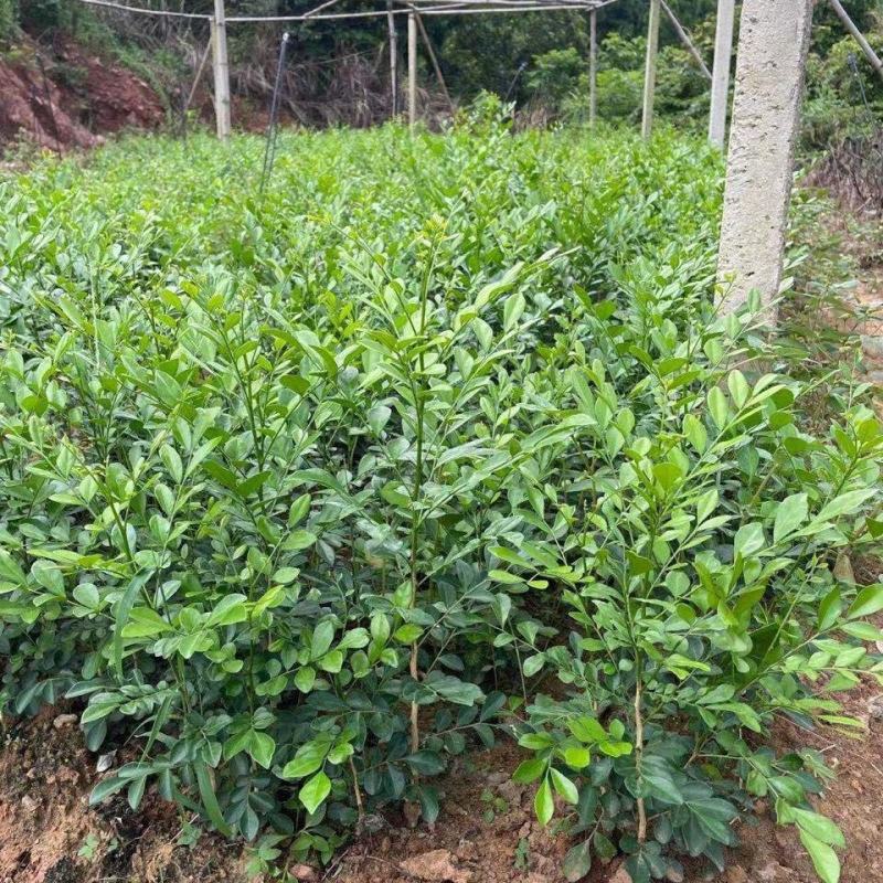 九里香盆栽浓香四季开花老桩室内阳台绿植七里香驱蚊植物花卉