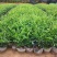 九里香盆栽浓香四季开花老桩室内阳台绿植七里香驱蚊植物花卉
