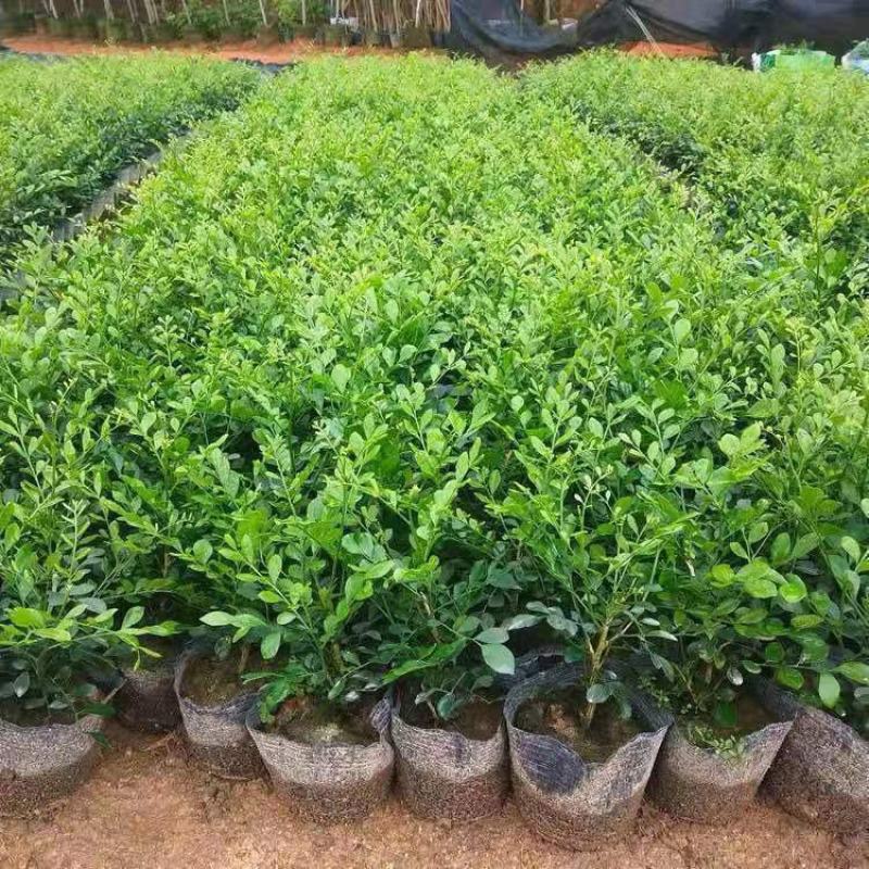 九里香盆栽浓香四季开花老桩室内阳台绿植七里香驱蚊植物花卉