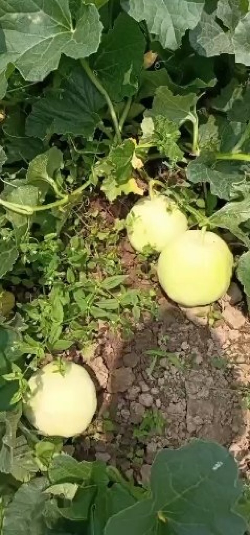 香瓜上市啦