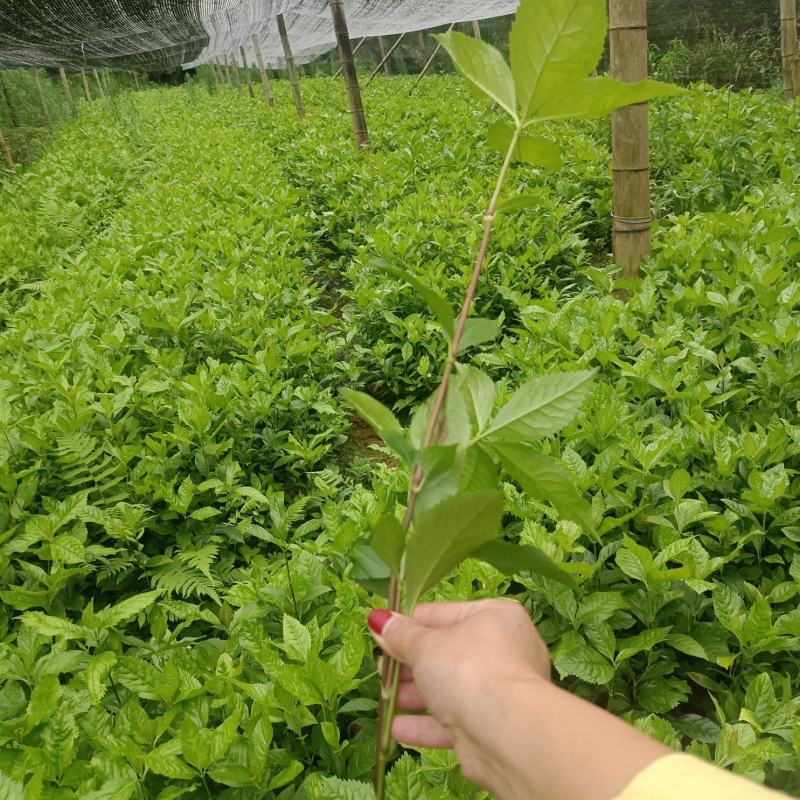 草珊瑚苗，欢迎考察种植基地，现货，苗批发