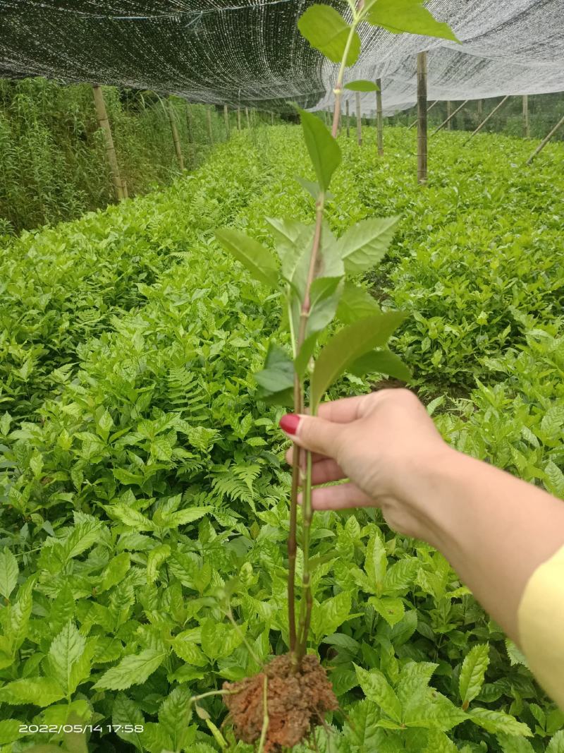 草珊瑚苗，欢迎考察种植基地，现货，苗批发