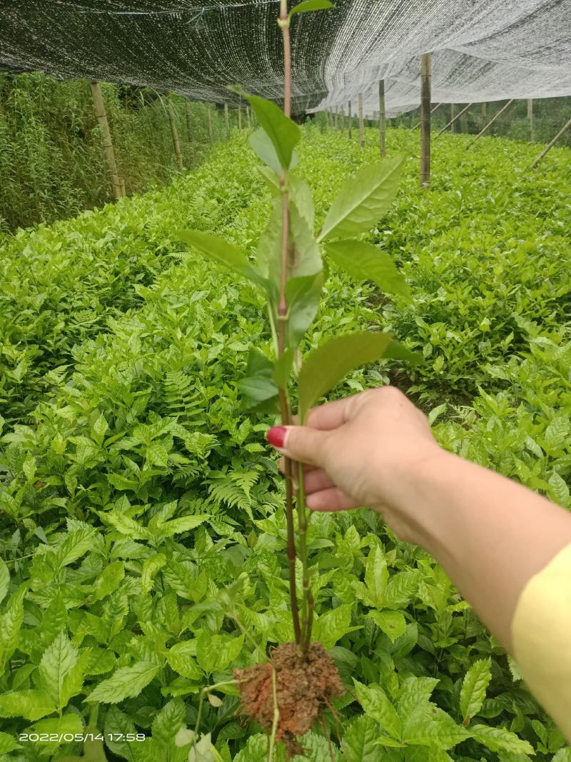 草珊瑚苗，欢迎考察种植基地，现货，苗批发