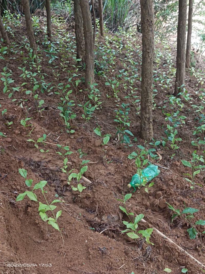 草珊瑚苗，欢迎考察种植基地，现货，苗批发