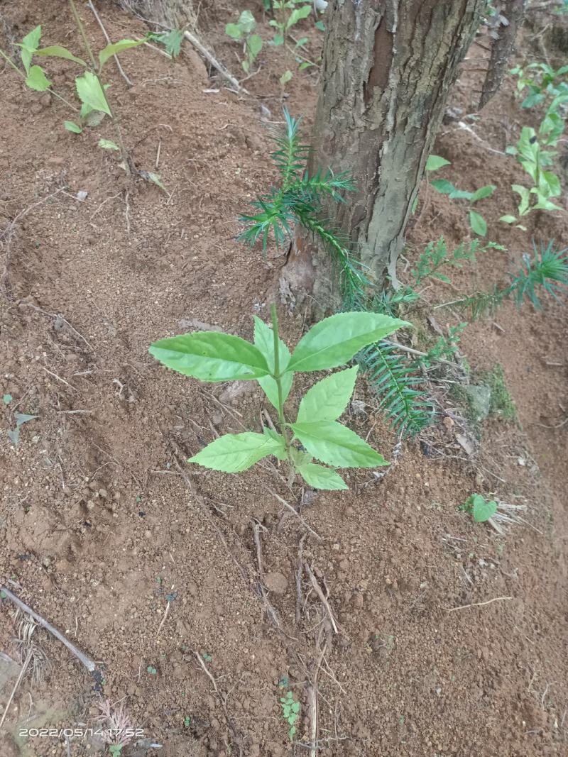 草珊瑚苗，欢迎考察种植基地，现货，苗批发