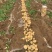 新野县绿禾农业种植基地(荷兰十五、中薯5号)大量上市中