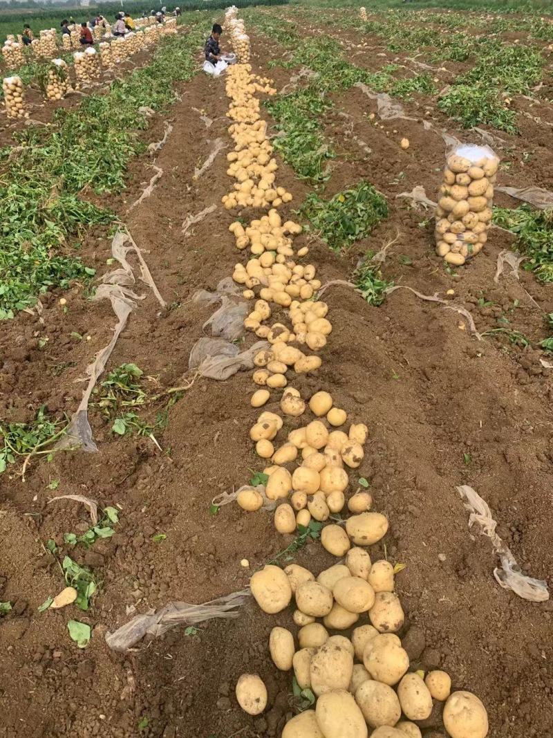 新野县绿禾农业种植基地(荷兰十五、中薯5号)大量上市中