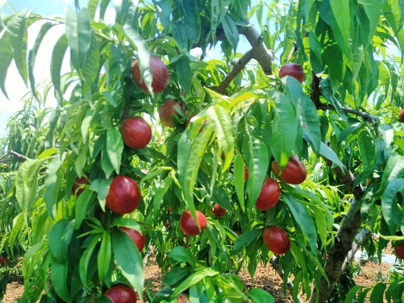 陕西省汉中市城固县优质油桃，毛桃已成熟上市