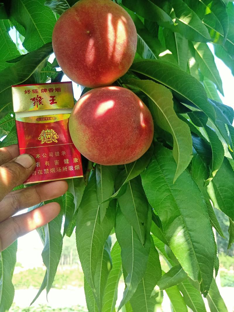 陕西省汉中市城固县优质油桃，毛桃已成熟上市