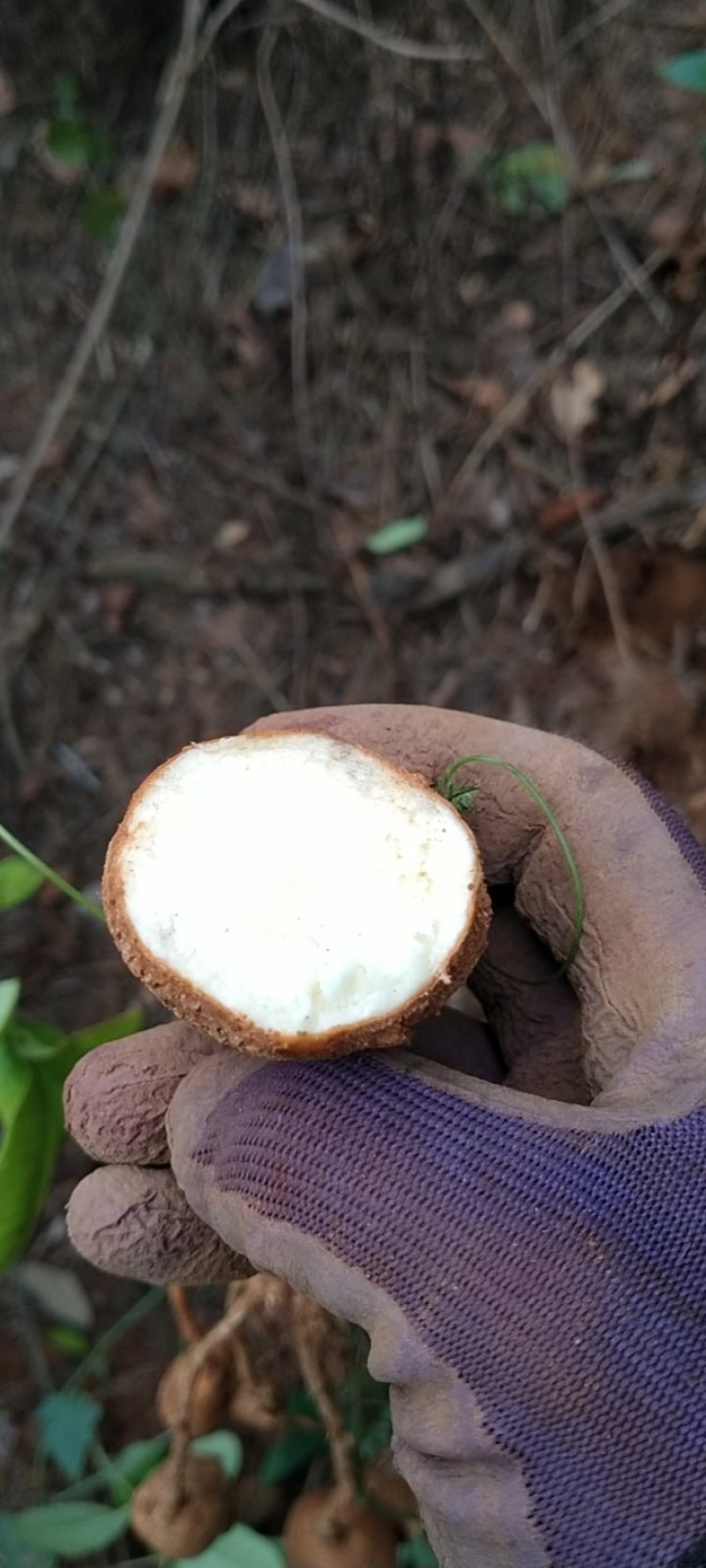 云南文山纯野生茅瓜，天花粉