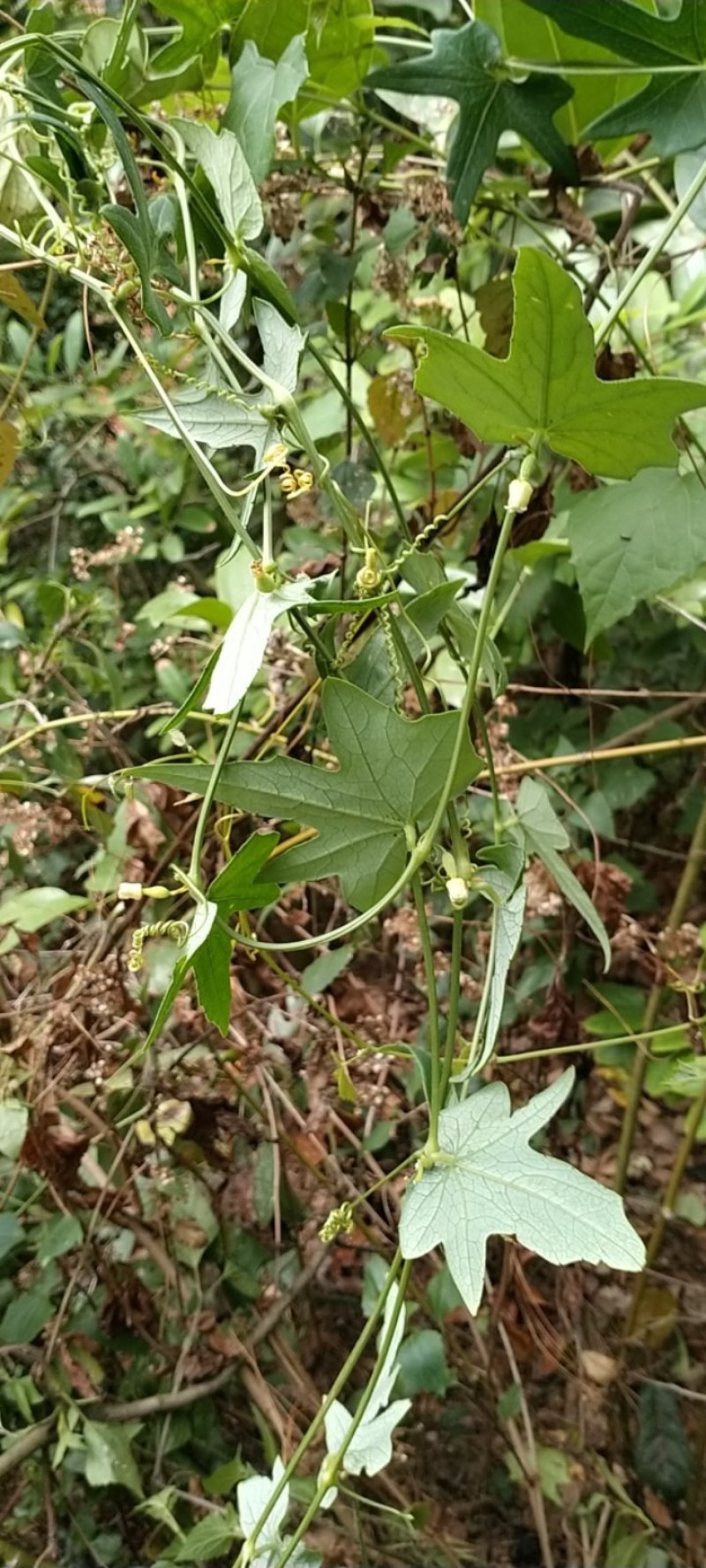 云南文山纯野生茅瓜，天花粉