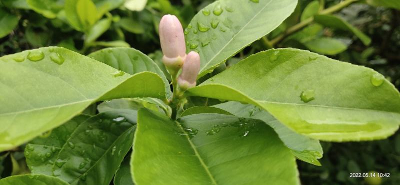 山区无籽香水柠檬