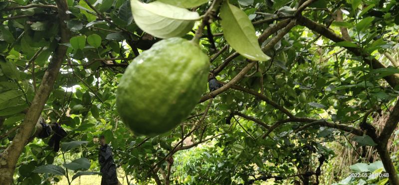 山区无籽香水柠檬