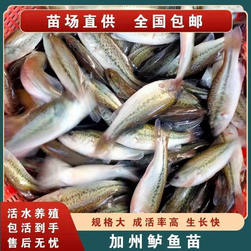 优质加州鲈鱼苗淡水鲈鱼七星鲈鱼苗路亚台鲈优鲈高密度养殖