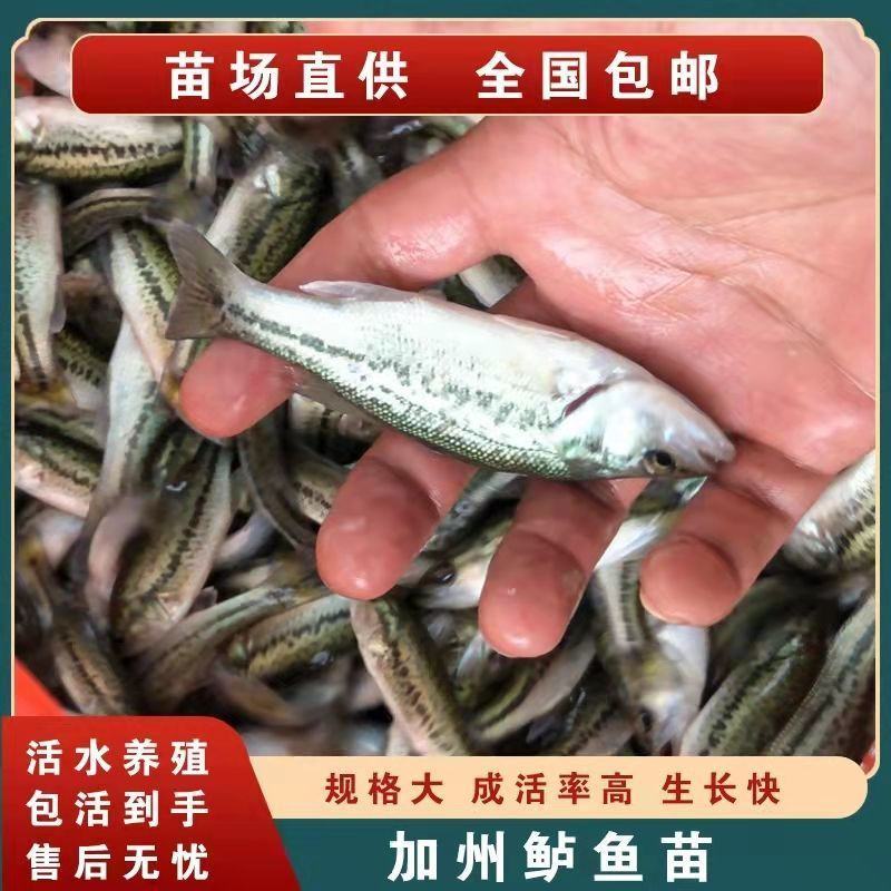 优质加州鲈鱼苗淡水鲈鱼七星鲈鱼苗路亚台鲈优鲈高密度养殖