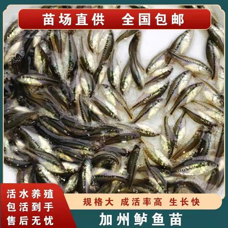 优质加州鲈鱼苗淡水鲈鱼七星鲈鱼苗路亚台鲈优鲈高密度养殖