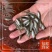 优质加州鲈鱼苗淡水鲈鱼七星鲈鱼苗路亚台鲈优鲈高密度养殖