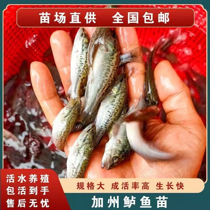 优质加州鲈鱼苗淡水鲈鱼七星鲈鱼苗路亚台鲈优鲈高密度养殖