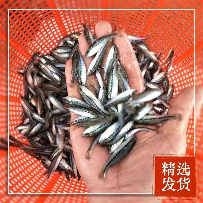 优质加州鲈鱼苗淡水鲈鱼七星鲈鱼苗路亚台鲈优鲈高密度养殖