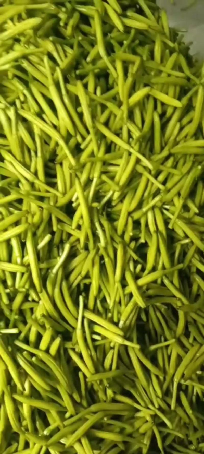 精品黄花菜欢迎各位老板下单