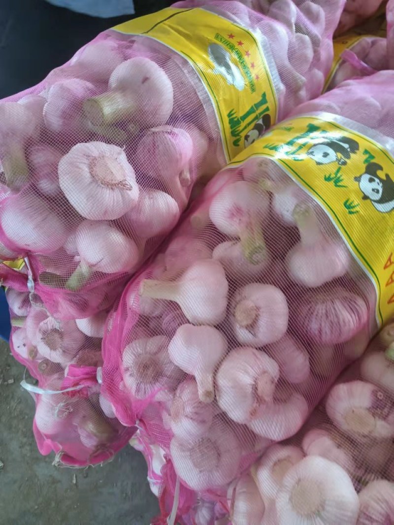 常年供应邳州大蒜红蒜精品净蒜头质量保证，价格低，产地直发