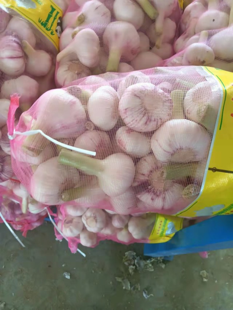 常年供应邳州大蒜红蒜精品净蒜头质量保证，价格低，产地直发