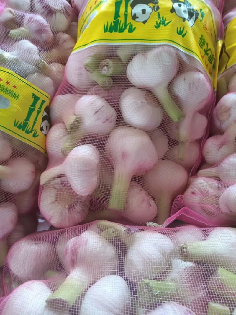 常年供应邳州大蒜红蒜精品净蒜头质量保证，价格低，产地直发