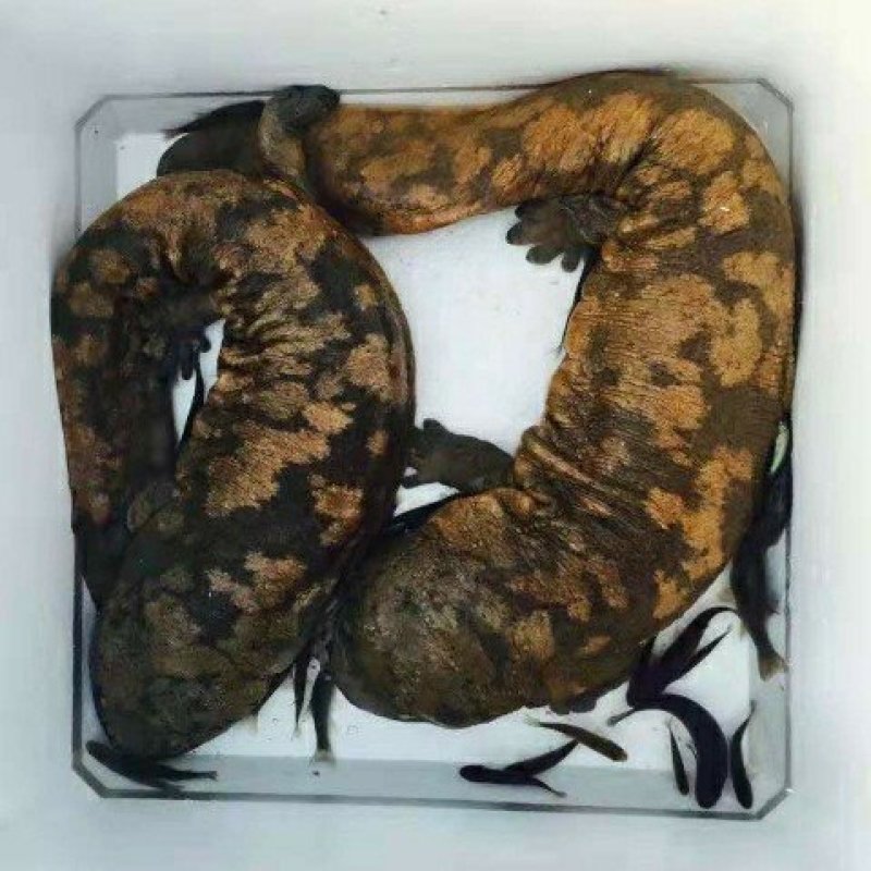好货推荐仿生态冷水养殖大鲵娃娃鱼全国包邮包活