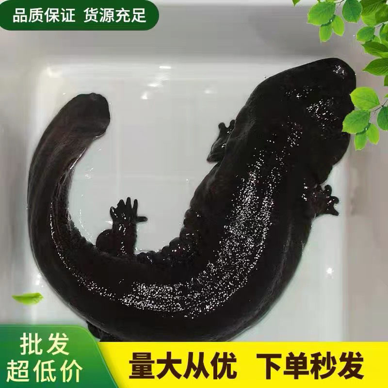 好货推荐仿生态冷水养殖大鲵娃娃鱼全国包邮包活